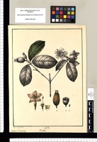 Randia, Gardenia: V[ulgo] Cruzita / Xav[ier] Cor[tés] y Al[cocer] del. Original drawing from Ruiz & Pavón's Expedition (1777-1816)