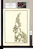 Achyranthes secunda / Brunete. Original drawing from Ruiz & Pavón's Expedition (1777-1816)