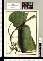 Cynanchum [magnifructum] / Brunete. Original drawing from Ruiz & Pavón's Expedition (1777-1816)