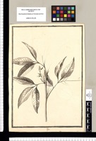 Rhus. Original drawing from Ruiz & Pavón's Expedition (1777-1816)
