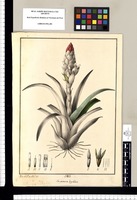Guzmania hyalina / Xav[ier] Cor[té]s de Alco[ce]r del. Original drawing from Ruiz & Pavón's Expedition (1777-1816)