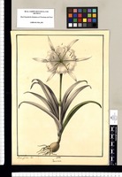 Pancratium / Xavier Cortez del. Original drawing from Ruiz & Pavón's Expedition (1777-1816)