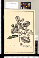 [Hydrangea peruviana] / Xavier Cortés del. Original drawing from Ruiz & Pavón's Expedition (1777-1816)