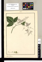 Paullinia. Original drawing from Ruiz & Pavón's Expedition (1777-1816)