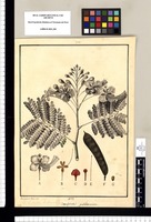 Caesalpinia pulcherrima / José Gabriel Rivera del. Original drawing from Ruiz & Pavón's Expedition (1777-1816)