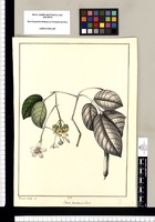 Cassia baccillaris: Linn? / Xavier Cortés. del. Original drawing from Ruiz & Pavón's Expedition (1777-1816)