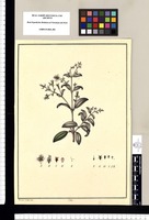 [Melastoma?] / Xavier Cortés del. Original drawing from Ruiz & Pavón's Expedition (1777-1816)
