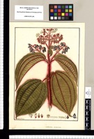 Melastoma sanguinea [sic] / Fran[cis]co Pulgar. Original drawing from Ruiz & Pavón's Expedition (1777-1816)