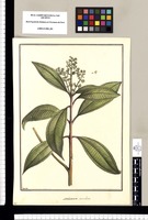 Melastoma serrulata [sic] / Brunete. Original drawing from Ruiz & Pavón's Expedition (1777-1816)