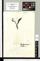 [Xiphidium caeruleum Aubl. (Haemodoraceae)]. Original drawing from Sessé & Mociño's Expedition (1787-1803)