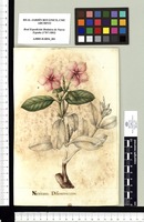 Nerium Disentericum. Original drawing from Sessé & Mociño's Expedition (1787-1803)