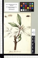 Achras Pruniformis. Original drawing from Sessé & Mociño's Expedition (1787-1803)