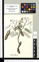 Cassia Alata. Original drawing from Sessé & Mociño's Expedition (1787-1803)