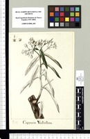 Capparis Umbellata. Original drawing from Sessé & Mociño's Expedition (1787-1803)