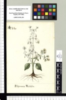 Polymnia Wedalia. Original drawing from Sessé & Mociño's Expedition (1787-1803)