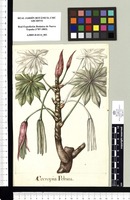 Cecropia Peltata. Original drawing from Sessé & Mociño's Expedition (1787-1803)