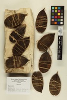 Bignonia alba Aubl.; Fruits and seeds.