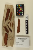 Fruits, seeds and barks from the Royal Botanical Expedition to the Viceroyalty of Peru, by Hipólito Ruiz & José Pavón (1777-1816)
