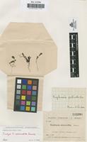 Isotype of Euphrasia abscondita Sennen [family SCROPHULARIACEAE]