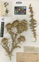Type of Onopordum tauricum Willd. var. longispinosum Pau [family COMPOSITAE]