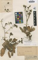 Type of Hieracium amplexicaule L. var. gredense C. Pau [family COMPOSITAE]