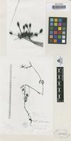 Isotype of Daucus montanus H. & B. ex Schult. [family UMBELLIFERAE]