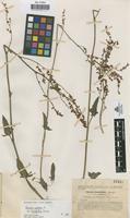 Type of Rumex hastifolius Sennen [family POLYGONACEAE]