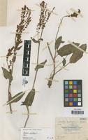 Type of Rumex ceretanicus Sennen [family POLYGONACEAE]