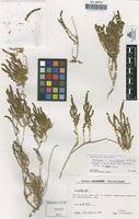 Type of Suaeda vera var. braun-blanquetii Castroviejo & Pedrol [family CHENOPODIACEAE]