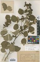 Type of Rubus segobricensis Pau [family ROSACEAE]