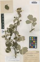 Lectotype of Rubus simusifolius Sennen [family ROSACEAE]