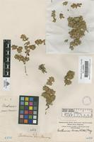Filed as Guilleminea densa (Humb. & Boupl.) Moq. [family AMARANTHACEAE]