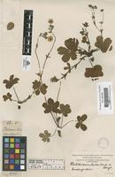 Filed as Potentilla ranunculoides Humb. & Bonpl. [family ROSACEAE]