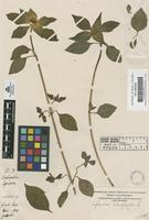 Filed as Euphorbia heterophylla L. [family EUPHORBIACEAE]