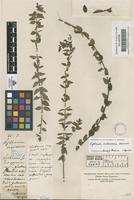 Filed as Lythrum vulneraria Schrank [family LYTHRACEAE]
