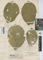 Filed as Calotropis procera (Ait.) R. Br. [family ASCLEPIADACEAE]
