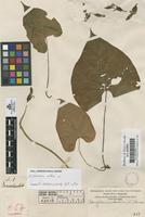 Filed as Ipomoea alba L. [family CONVOLVULACEAE]