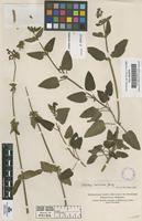 Original material of Stachys coccinea Jacq. [family LABIATAE]