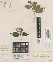 Filed as Hamelia patens Jacq. [family RUBIACEAE]