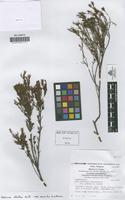 Isotype of Hypericum laricifolium var. glaucum R. Keller [family GUTTIFERAE]