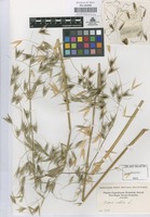 Original material of Avena sativa L. [family GRAMINEAE]