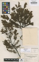 Original material of Hypericum brathys Small [family GUTTIFERAE]