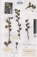 Original material of Chamaecrista rotundifolia (Pers.) Greene var. grandiflora (Benth.) Irwin & Barneby [family LEGUMINOSAE-CAESALPINIOIDEAE]