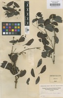 Original material of Pithecellobium dulce (Roxb.) Benth. [family LEGUMINOSAE-MIMOSOIDEAE]