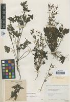 Type of Geranium robertianum L. var. villosolum Pau [family GERANIACEAE]
