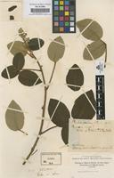 Original material of Rubus urticifolius Poir. [family ROSACEAE]