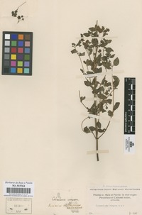 Original material of Calceolaria virgata Ruiz & Pav. [family SCROPHULARIACEAE]