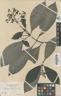 Original material of Psychotria alba Ruiz & Pav. [family RUBIACEAE]