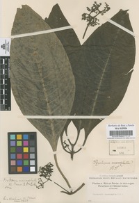 Original material of Psychotria macrophylla Ruiz & Pav. [family RUBIACEAE]