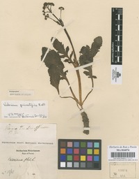 Original material of Valeriana pinnatifida Ruiz & Pav. [family VALERIANACEAE]